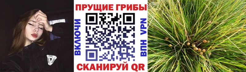 ОМГ ОМГ ТОР  Иланский  Псилоцибиновые грибы Psilocybine cubensis 
